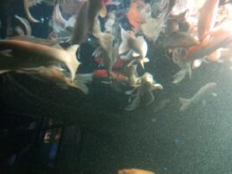 20240615_101125_resized