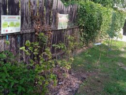 IMG_20240823_110919