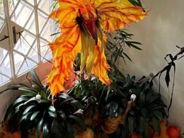 IMG-20241107-WA0014
