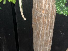 IMG-20250306-WA0013